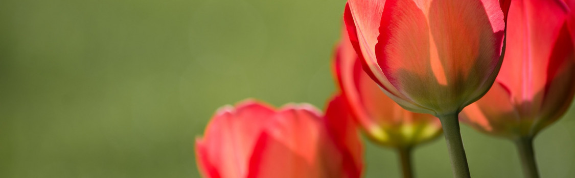 tulips 1477285 1920
